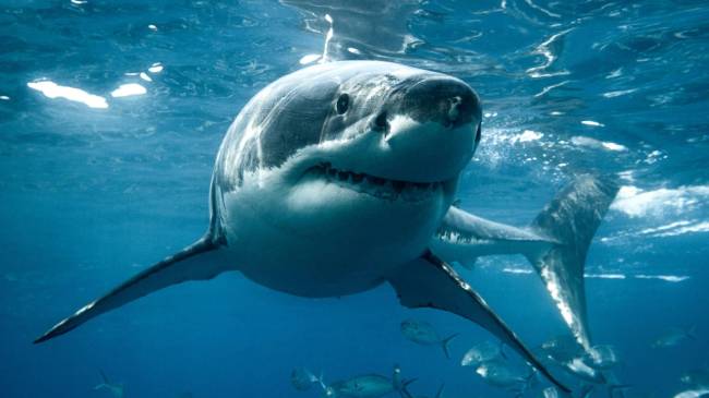 Great white shark