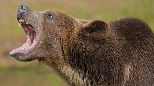 Grizzly bear growling