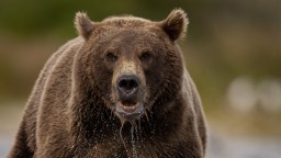 Montana Hiker Shares How He Miraculously Survived After A Grizzly Bear Clamped Its Teeth Down On His Arm