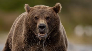 Montana Hiker Shares How He Miraculously Survived After A Grizzly Bear Clamped Its Teeth Down On His Arm