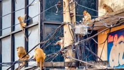 Almost 100 Monkeys Broke Out Of An Enclosure And Entered Nearby Residential Areas, Prompting A Large-Scale Operation