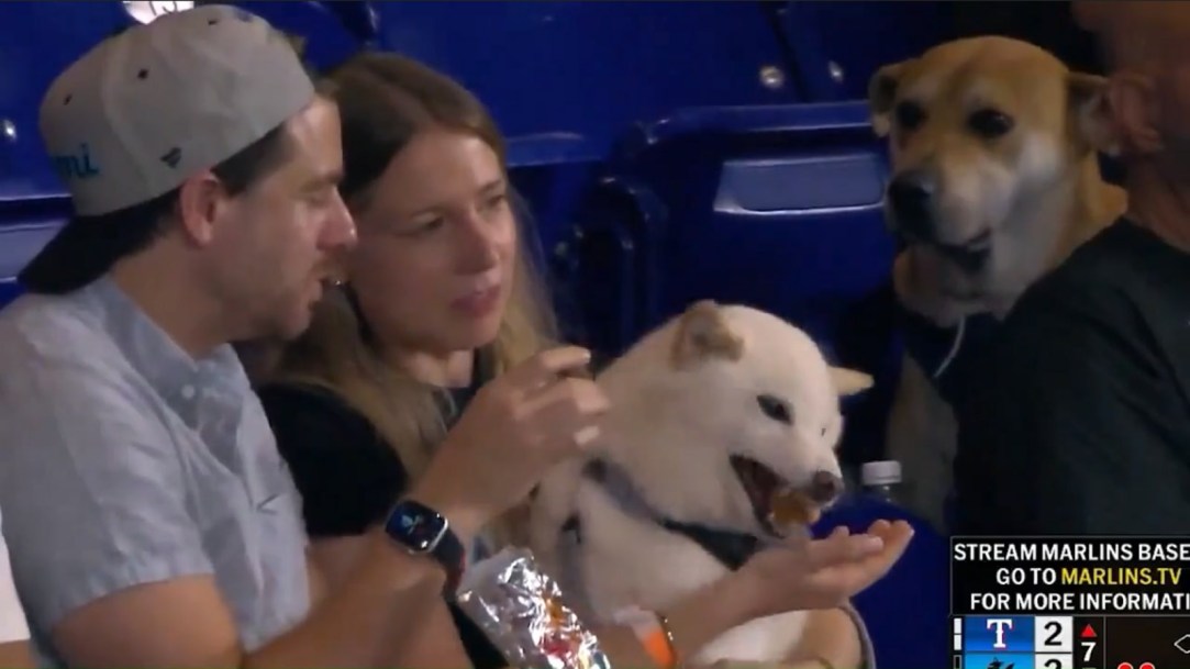 miami marlins dog