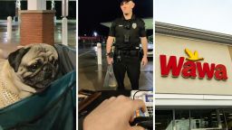 Philadelphia Man Sets Up A ‘Pug Petting Zoo’ With His Dog At The Wawa. Then A Cop Shows Up