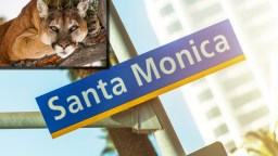 Mountain Lion Spotted In Busy Santa Monica Neighborhood Led To Lock Down Before It Was Tranquilized And Relocated (Video)