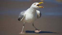 Man In England Sparks Police Investigation After Punching Seagull That Stole His Fish Sandwich