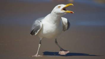 Man In England Sparks Police Investigation After Punching Seagull That Stole His Fish Sandwich