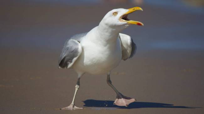 Seagull