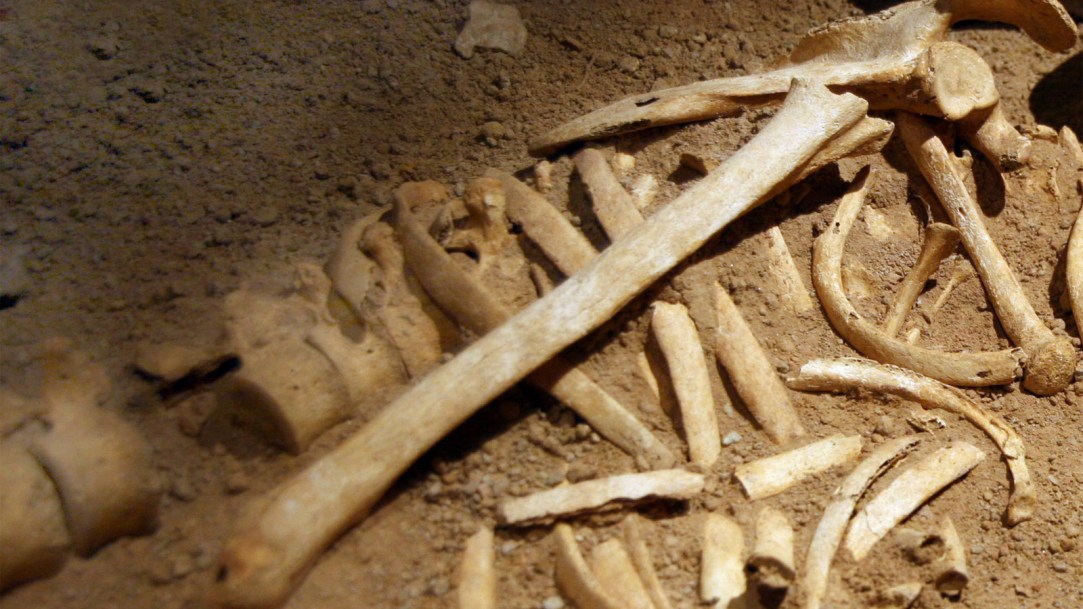 skeletons