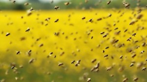 swarm-of-bees