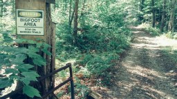 Three Possible Bigfoot Sightings Reported In Texas, Idaho And Ontario: ‘We Felt A Presence’