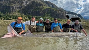 Dinosaur-Sized White Sturgeon Caught On The Fraser River Is The Largest Ever Measured In Modern History