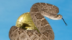 world-cup-rattlesnakes