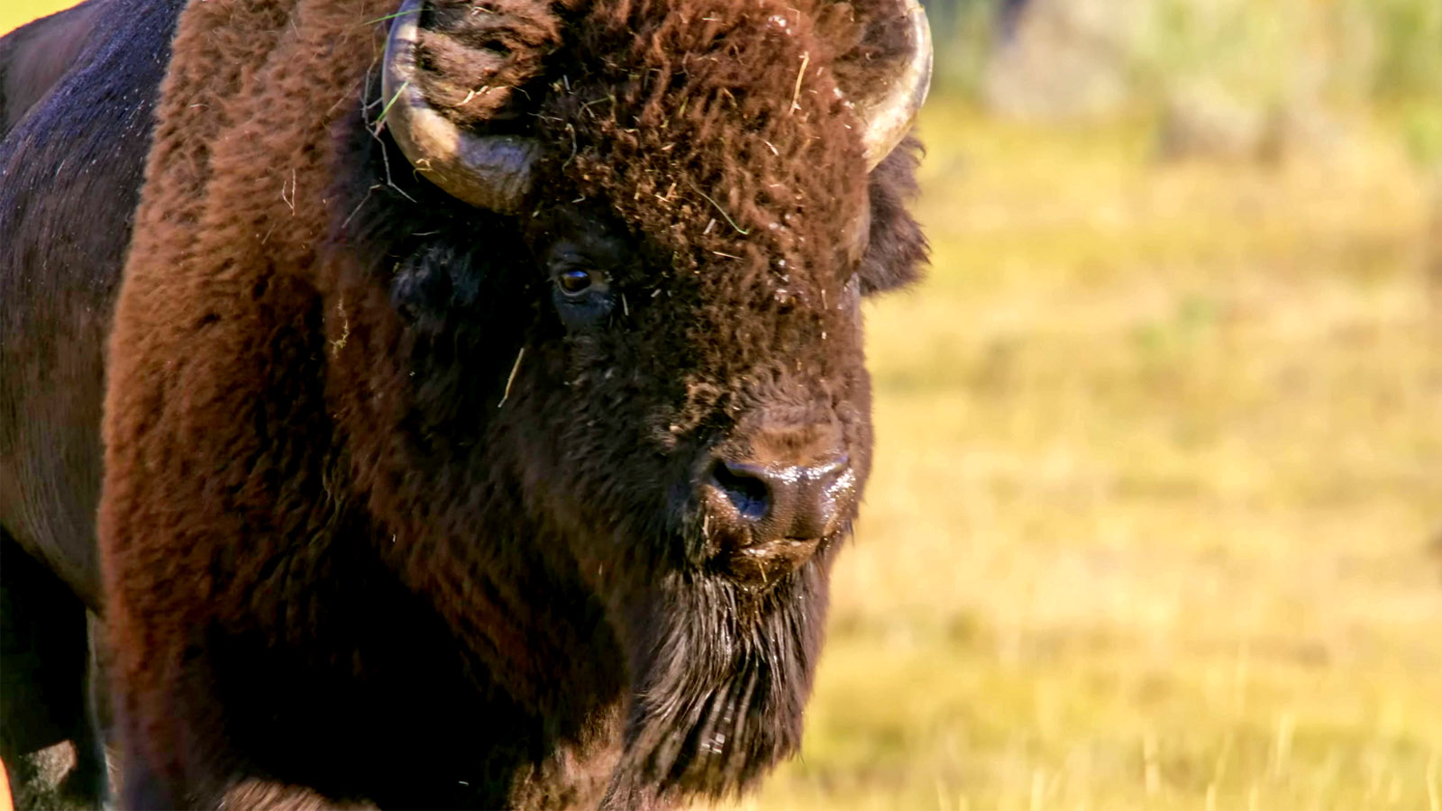 Photographer Describes Moments Before Stunning Video Shows Bison Toss Yellowstone Tourist Into The Air