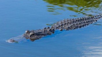 71-Year-Old Florida Man Miraculously Survives Alligator Attack By Beating It With His Fishing Pole