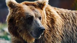 Massive Brown Bear Surprises Hotel Guest In Tibet By Breaking Down Their Door After Raiding Front Desk For Water (Video)