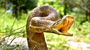 Rattlesnake-showing-its-fangs
