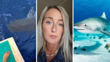 Woman Feels Something Nudge Her Boat. A Tiger Shark Is Biting Her Motor. So She Finds A Stunning And Extremely Dangerous Solution