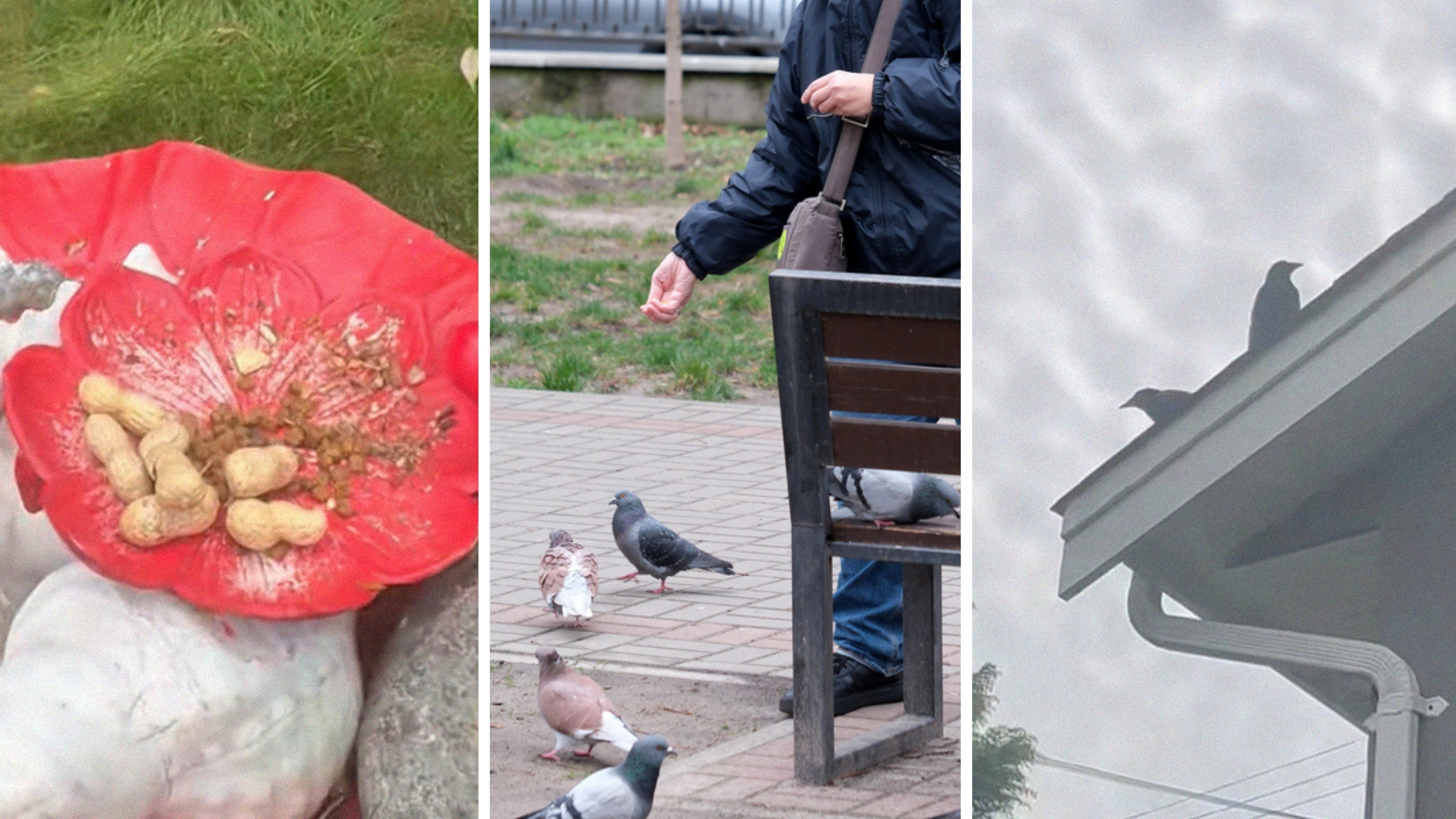 bird food (l) woman feeding birds and crows (c) crows on house roof (r)
