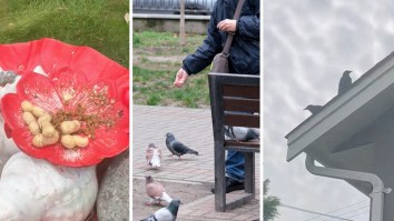 Woman Leaves Food For Crows Every Day For Years. Then It Ends Up Paying Off When She Gets Her First ‘Gift’: ‘Now Teach Them To Gift You Money’
