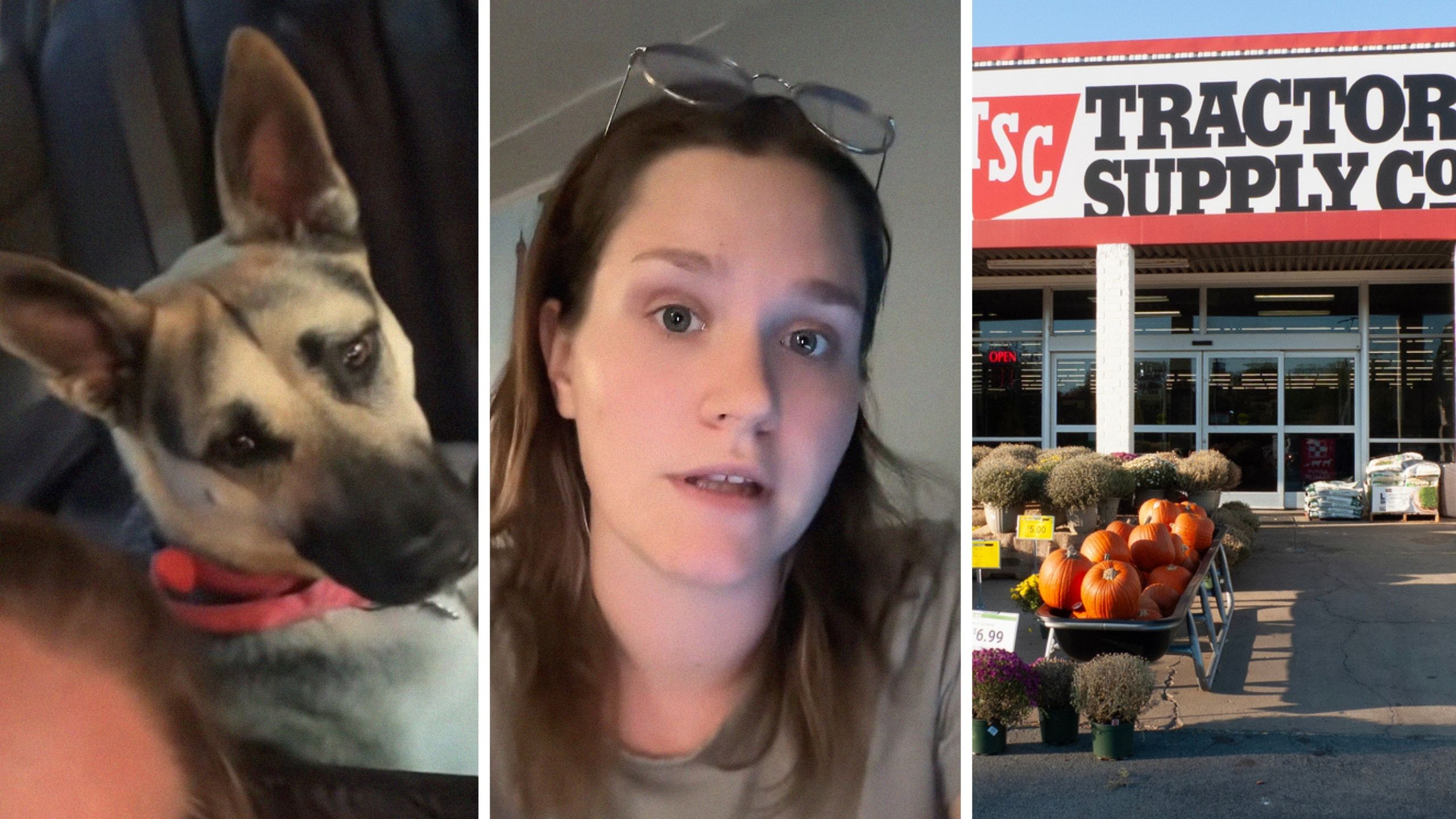 young German Shepard (l) woman shares groomers issue (c) Tractor Supply storefront (r)