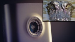 Florida Family Startled To Find 8-Foot Alligator Trying To Get In Their House