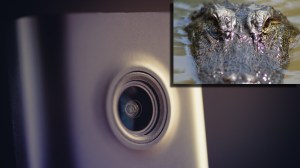 large alligator next to Ring Doorbell camera