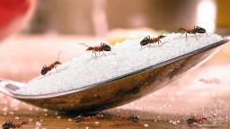 Michelin-Starred Chef Facing Jail Time For Serving Ants To Diners At Restaurant In South Korea