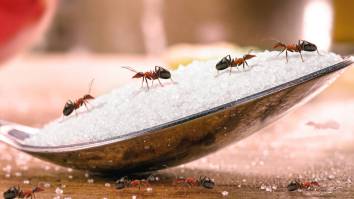 Michelin-Starred Chef Facing Jail Time For Serving Ants To Diners At Restaurant In South Korea