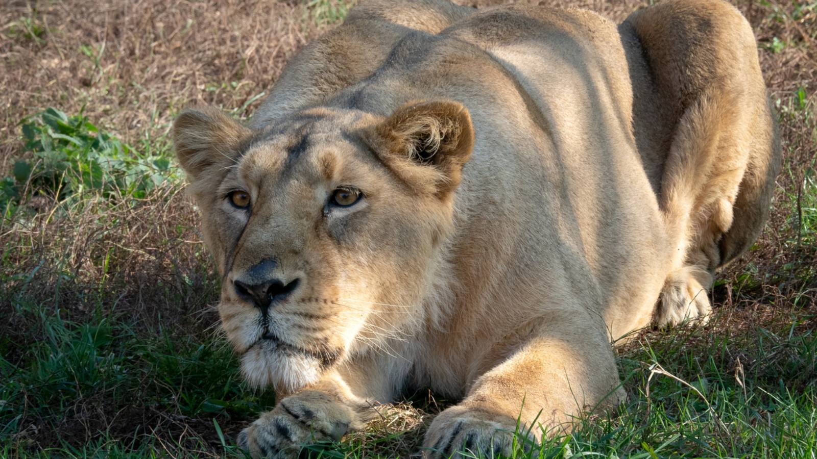Cattle Herder Survives Harrowing Ordeal With Lion That Pinned Him Down For 30 Minutes After Petting It Calm It Down (Video) Cattle Herder Survives Harrowing Ordeal With Lion That Pinned Him Down For 30 Minutes After Petting It Calm It Down (Video)