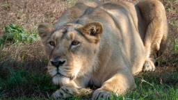 Cattle Herder Survives Harrowing Ordeal With Lion That Pinned Him Down For 30 Minutes After Petting It Calm It Down (Video)