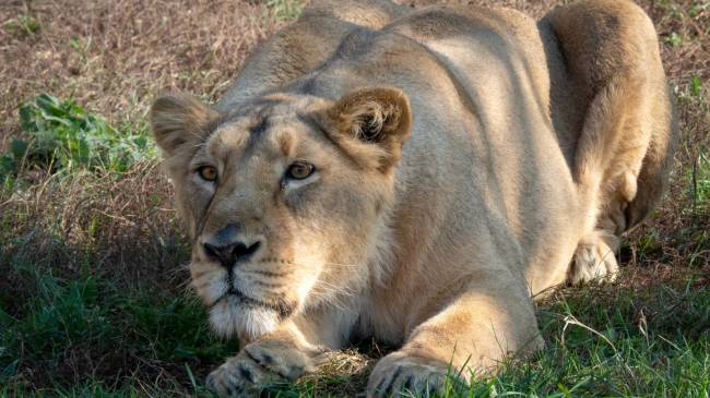 Asiatic lion in India