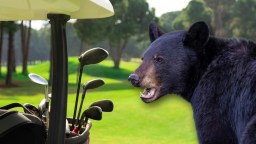 Bear Rips Golfer’s Bag From Cart Before Fleeing With His Clubs On Course In Canada (Video)