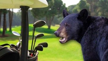 Bear Rips Golfer’s Bag From Cart Before Fleeing With His Clubs On Course In Canada (Video)