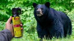 Video Captures California Man Deploying Bear Spray In Nick Of Time To Stop Charging Beast That Tried To Blindside Him