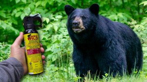 Black bear looking at can of bear spray