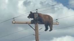 Massive Bear Filmed Perched Atop Utility Pole In New Mexico Before Meeting Unfortunate Fate