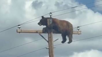 Massive Bear Filmed Perched Atop Utility Pole In New Mexico Before Meeting Unfortunate Fate