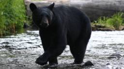 Bear Invades Store At Military Base In Alaska, Steals A Single Peach And Poops On Floor Before Leaving (Video)