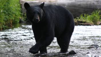 Bear Invades Store At Military Base In Alaska, Steals A Single Peach And Poops On Floor Before Leaving (Video)