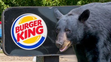 Bear Destroys Car Window To Get Its Paws On Some Burger King Outside Cabin In Tennessee (Video)