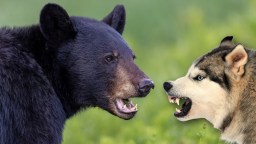 Fearless Husky’s Owner Says It’ll Get A T-Bone For Chasing Away Bear That Came Just Feet Away From His Son Outside Connecticut Home (Video)