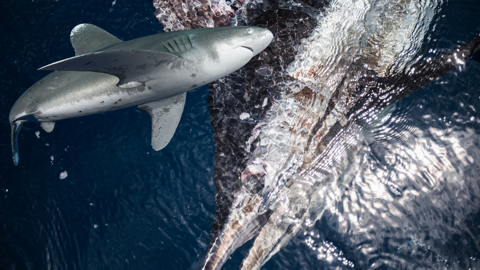 oceanic white tip shark next to large blue marlin