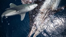 Fisherman Loses Huge Blue Marlin After Shark Bites It In Half Following Grueling Battle (Video)