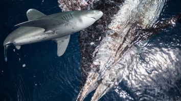 Fisherman Loses Huge Blue Marlin After Shark Bites It In Half Following Grueling Battle (Video)
