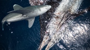 oceanic white tip shark next to large blue marlin