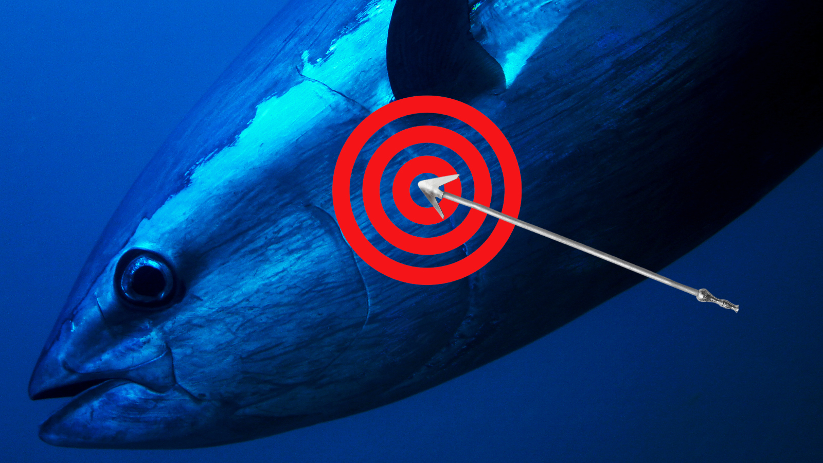 harpoon fishing for Bluefin tuna in New England