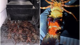 5 Lobster Poachers Busted Hiding Their Catch In The Rocks Off the California Coast