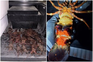 California Spiny Lobster poaching