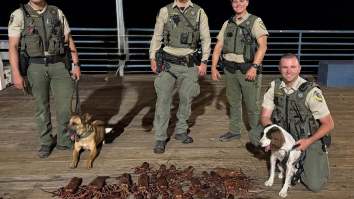 6 Arrested After Poached Lobsters Found Hidden In A Baby Stroller at Santa Monica Pier… Explaining California’s Bizarre Lobster Black Market