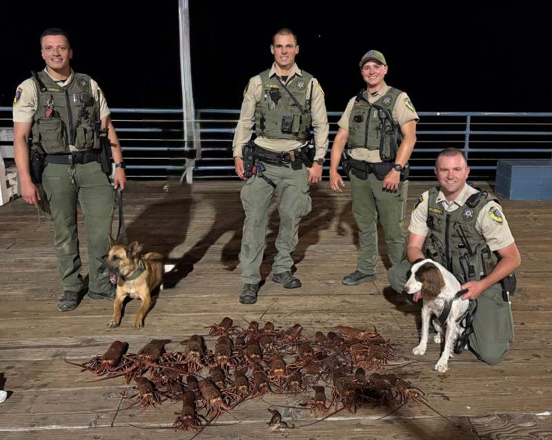 6 Arrested After Poached Lobsters Found Hidden In A Baby Stroller at Santa Monica Pier… Explaining California’s Bizarre Lobster Black Market